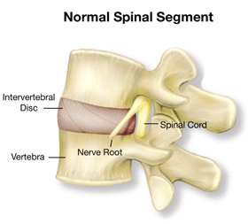 Anatomy and Back Pain